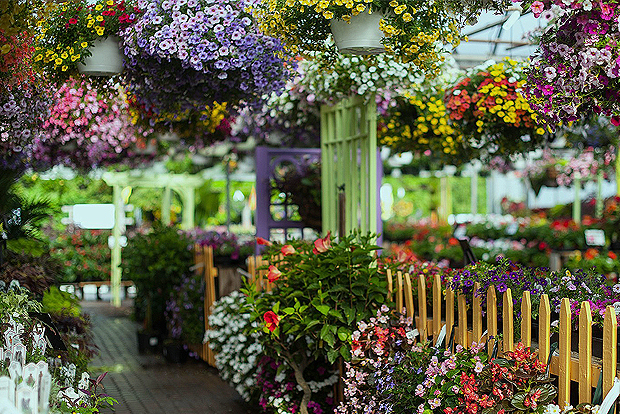 The Landscape Connection offers a spectacular display of the highest quality garden and landscape flowers and vegetable plants, as well as unsurpassed plant selection and quality. Our customers have their questions and concerns professionally addressed by our knowledgeable and friendly Greenhouse, Garden Center and Plant Nursery staff. A highly knowledgeable Greenhouse, Garden Center and Plant Nursery staff member is always on site daily to assure that excellence is delivered on all fronts.